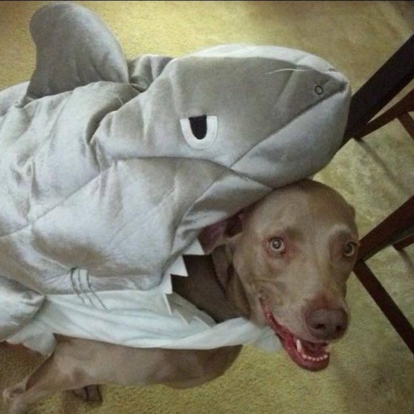 Meet your Posher, Richard - Picture 1 of 2